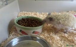 Pygmy Hedgehog rodents for sale: African Pygmy Hedgehog with Enclosure and Set Up - Image 2
