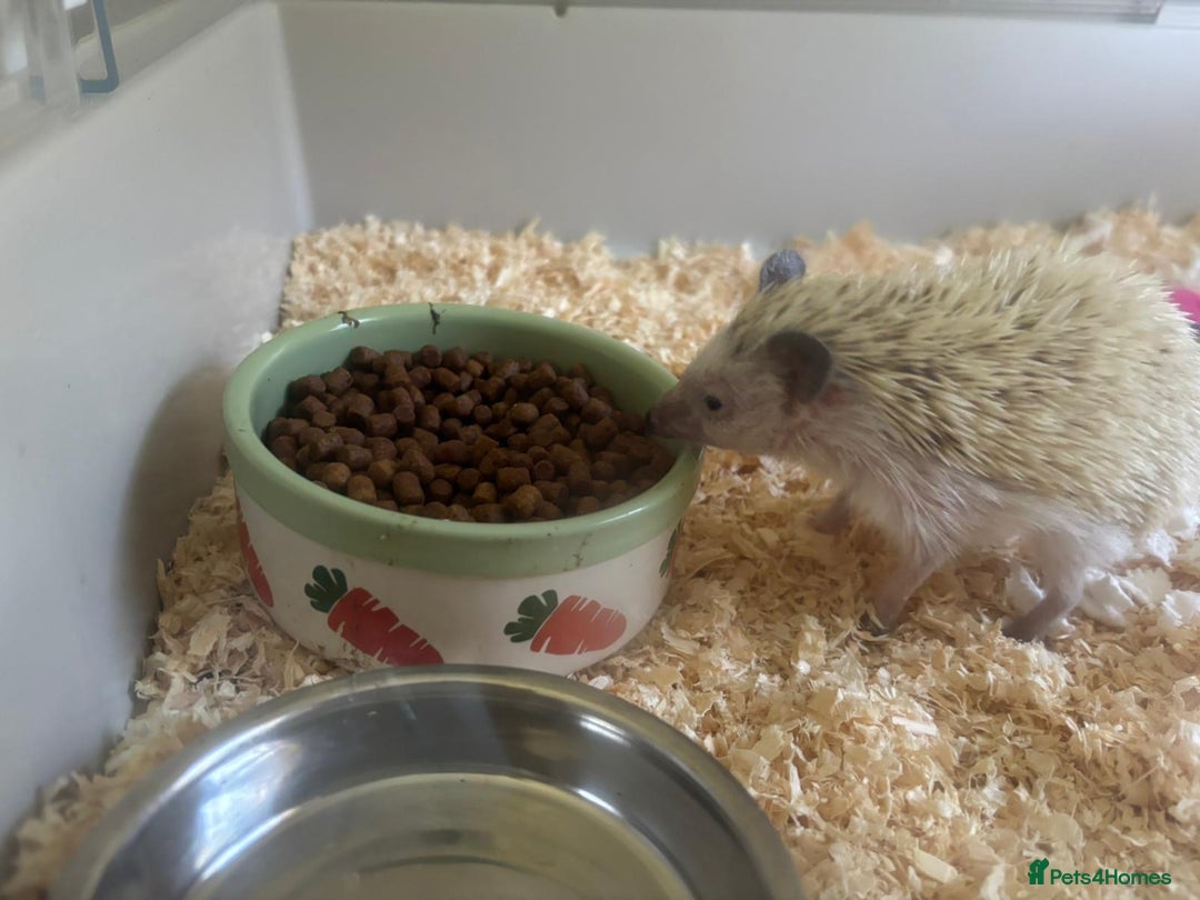 Pygmy Hedgehog rodents for sale: African Pygmy Hedgehog with Enclosure and Set Up - Image 2