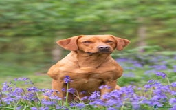 Labrador Retriever dogs for stud: 0/0 Hip & Elbows, Fully Health Tested in Tadcaster - Image 6