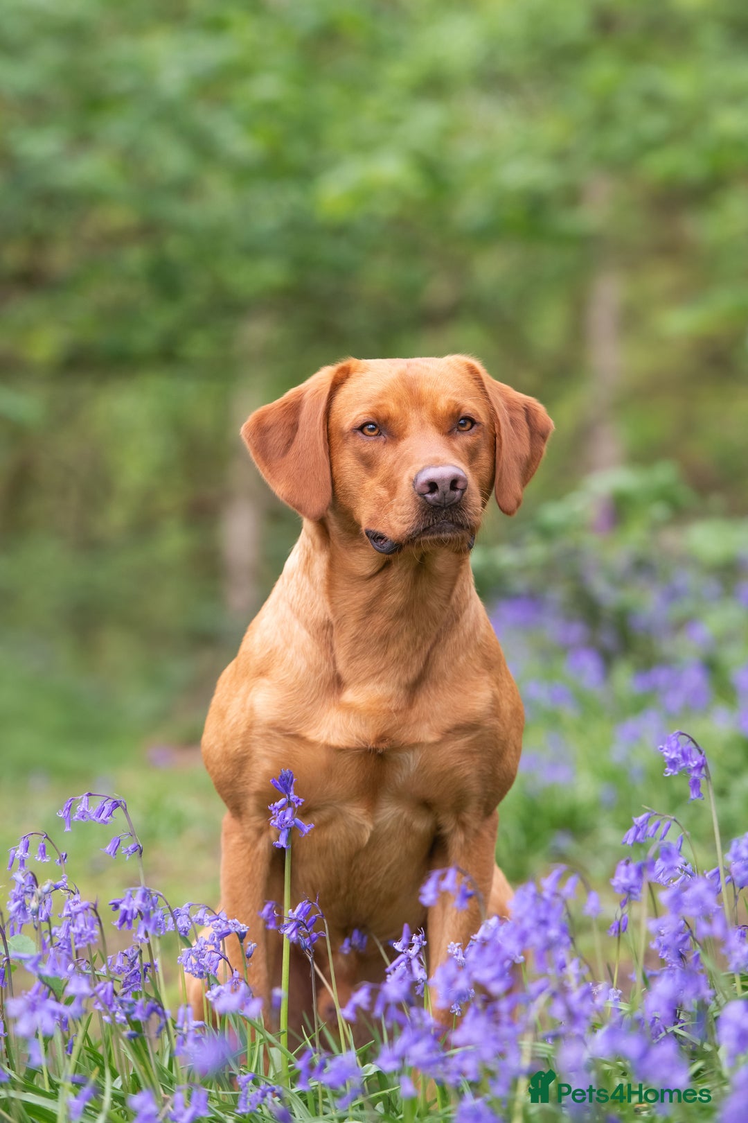 Labrador Retriever dogs for stud: 0/0 Hip & Elbows, Fully Health Tested in Tadcaster - Image 6