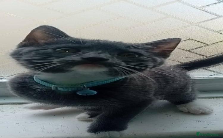 Mixed Breed cats - Advert 1
