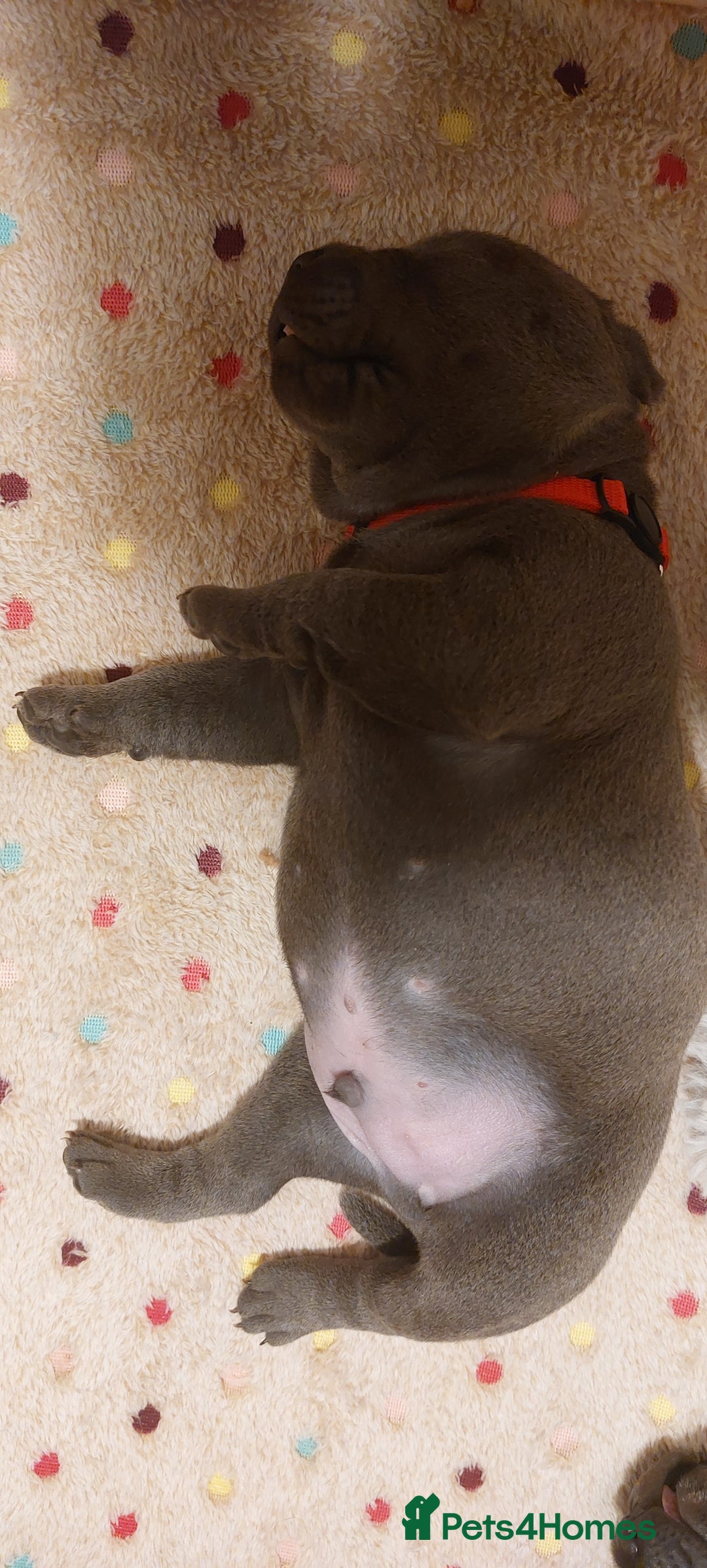 Staffordshire Bull Terrier dogs for sale: 💙KC Staffordshire Bull Terrier puppies 💙 - Advert 18