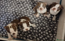 Boston Terrier dogs for sale: Three adorable KC Boston Terrier puppies - Image 10