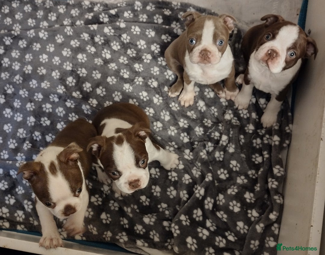 Boston Terrier dogs for sale: Three adorable KC Boston Terrier puppies - Image 10
