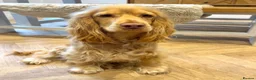 Cocker Spaniel dogs for sale: Waitlist! KC Show stunning cocker spaniel puppies - Advert 2