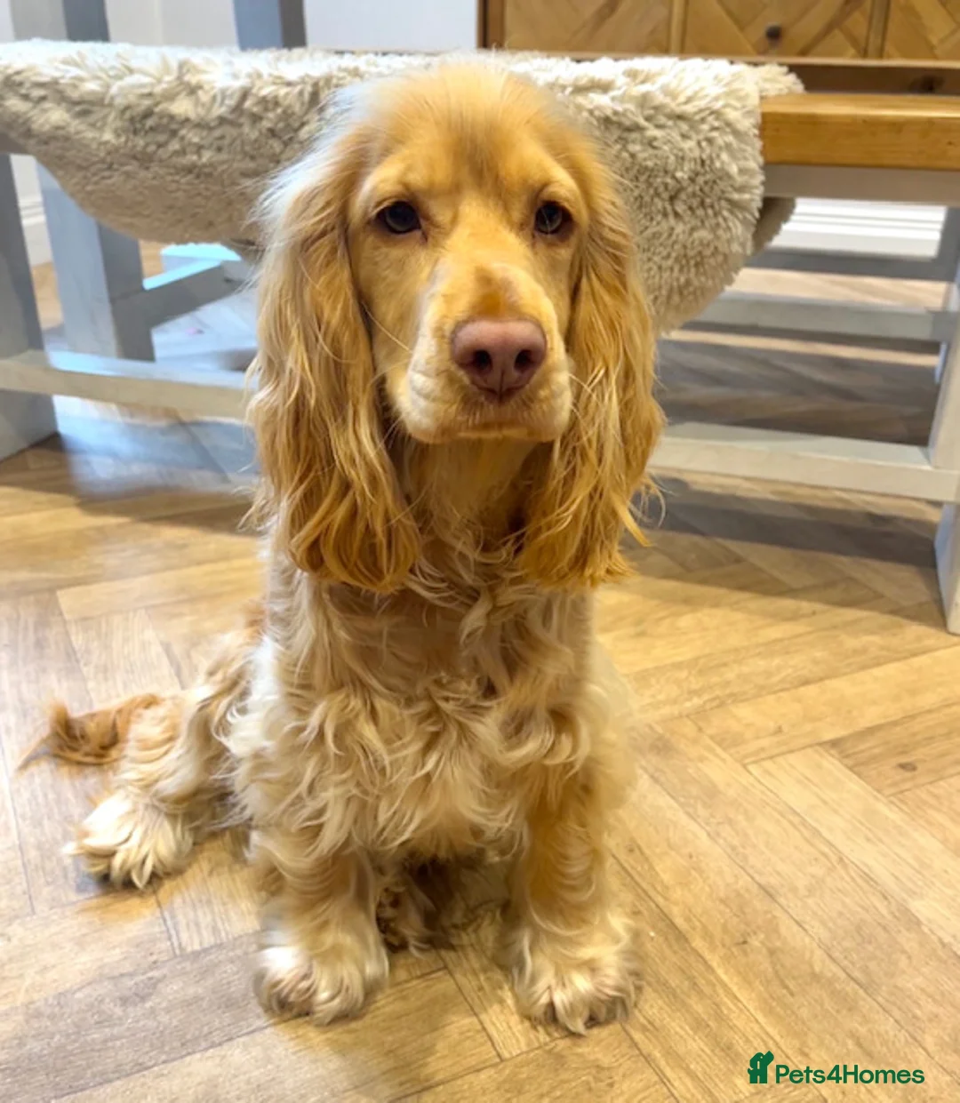 Cocker Spaniel dogs for sale: Waitlist! KC Show stunning cocker spaniel puppies - Advert 2