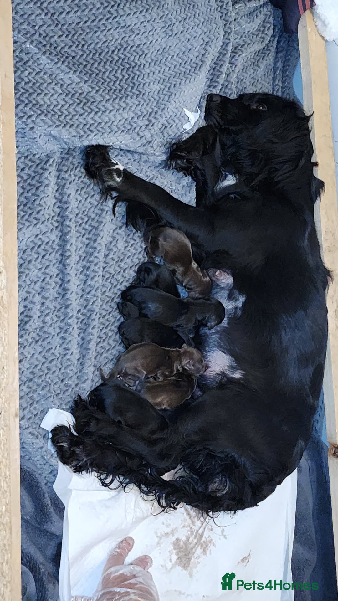 Cocker Spaniel dogs for sale: Cocker spaniel puppy's  - Image 3