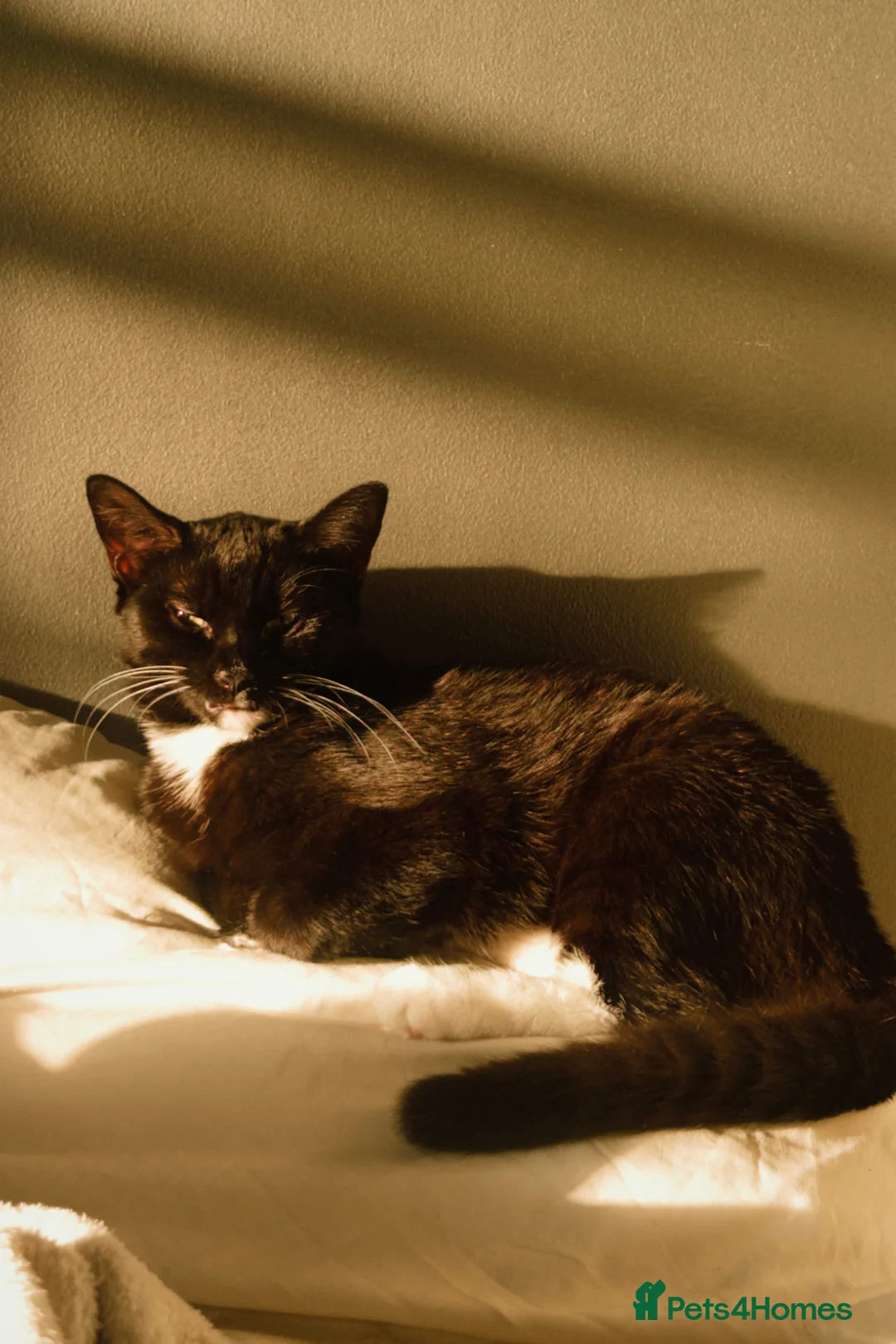 Mixed Breed cats for sale: Grey kitten for sale  in Watford - Advert 2