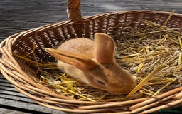 New Zealand rabbits for sale: New Zealand Red & White Rabbits - Image 11