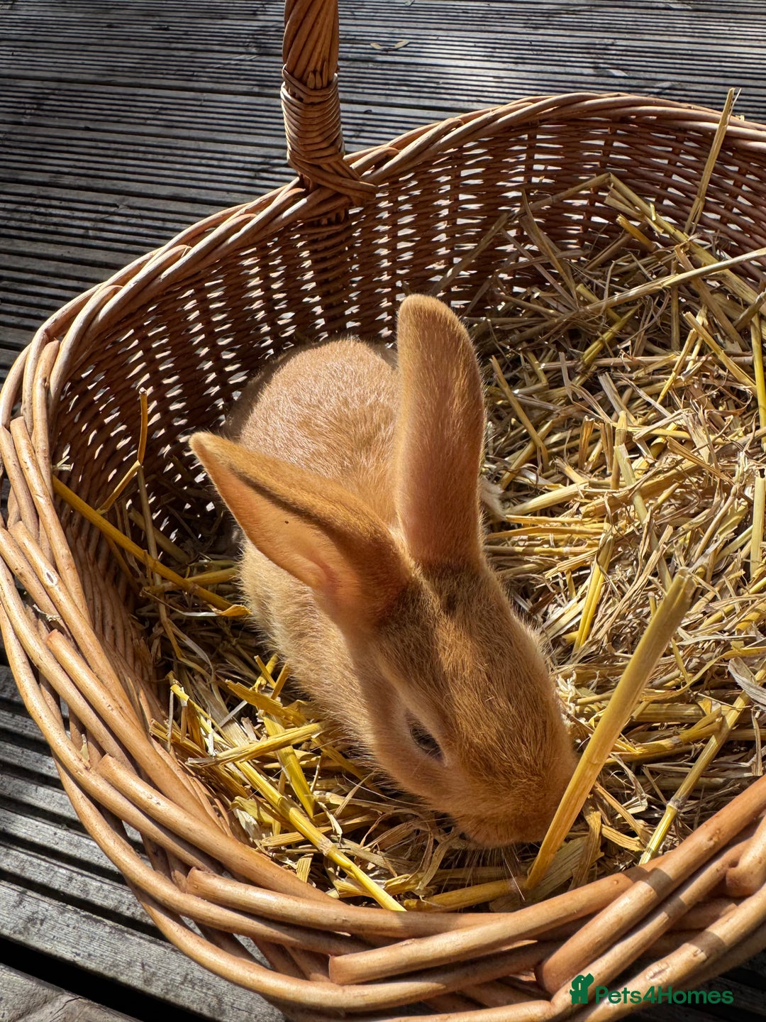 New Zealand rabbits for sale: New Zealand Red & White Rabbits - Image 11