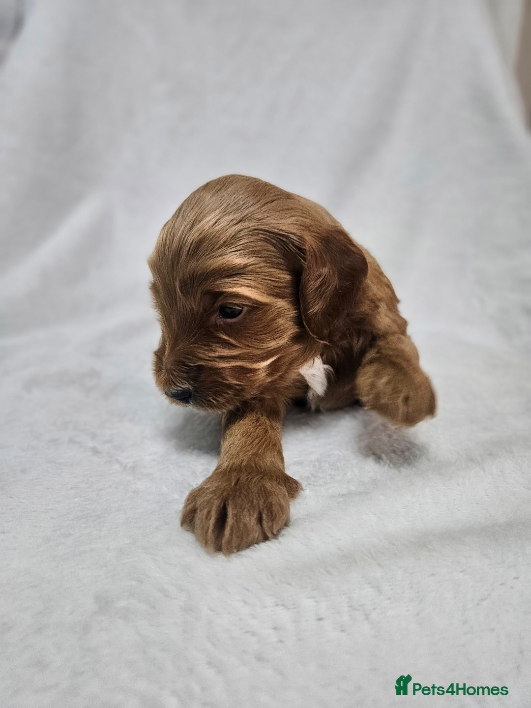 Australian Labradoodle dogs for sale: Australian Labradoodle Hybrid Puppies - Advert 9