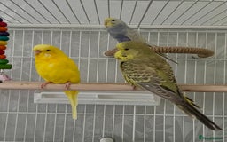 Budgerigars birds for sale: 4 budgies, 2 female 2 male  - Image 1