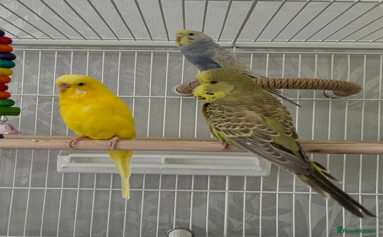 Budgerigars birds - Advert 1