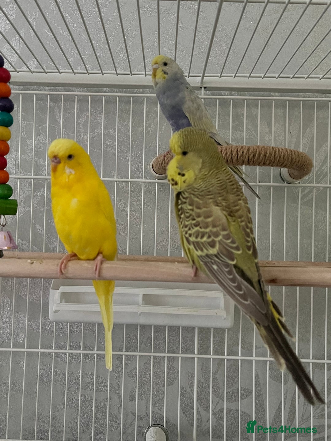 Budgerigars birds for sale: 4 budgies, 2 female 2 male  - Image 1