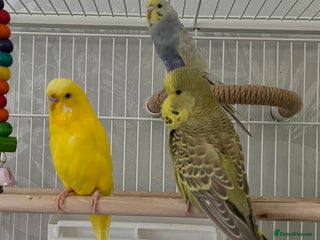 Budgerigars birds 4 budgies, 2 female 2 male - Advert 13