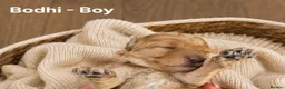 Cockapoo dogs for sale: 5 Rare Beautiful F1BB Toy Cockapoo Puppies!!  - Advert 9