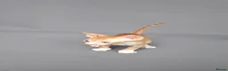Cornish Rex cats for sale: Cornish Rex Kittens Available for Reservation  - Advert 11