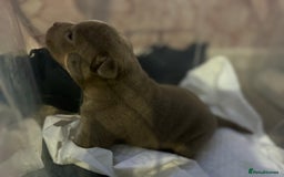 American Bully dogs for sale: Pocket Bully Litter - Image 11