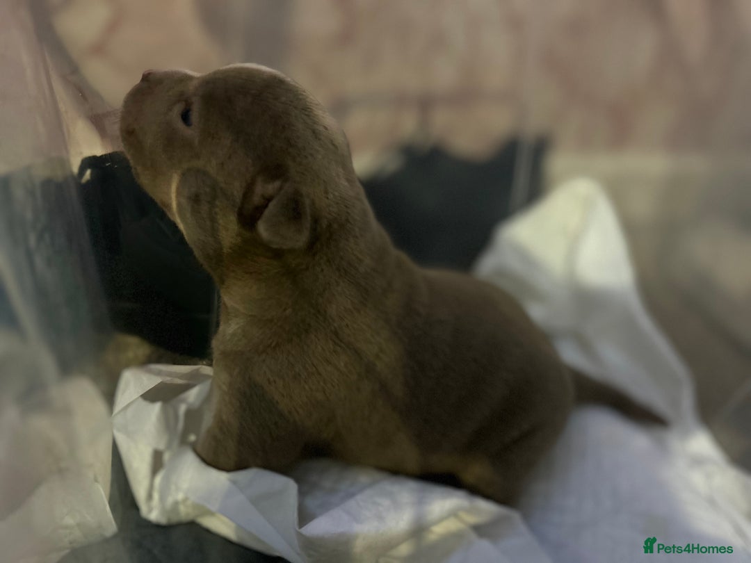 American Bully dogs for sale: Pocket Bully Litter - Image 11