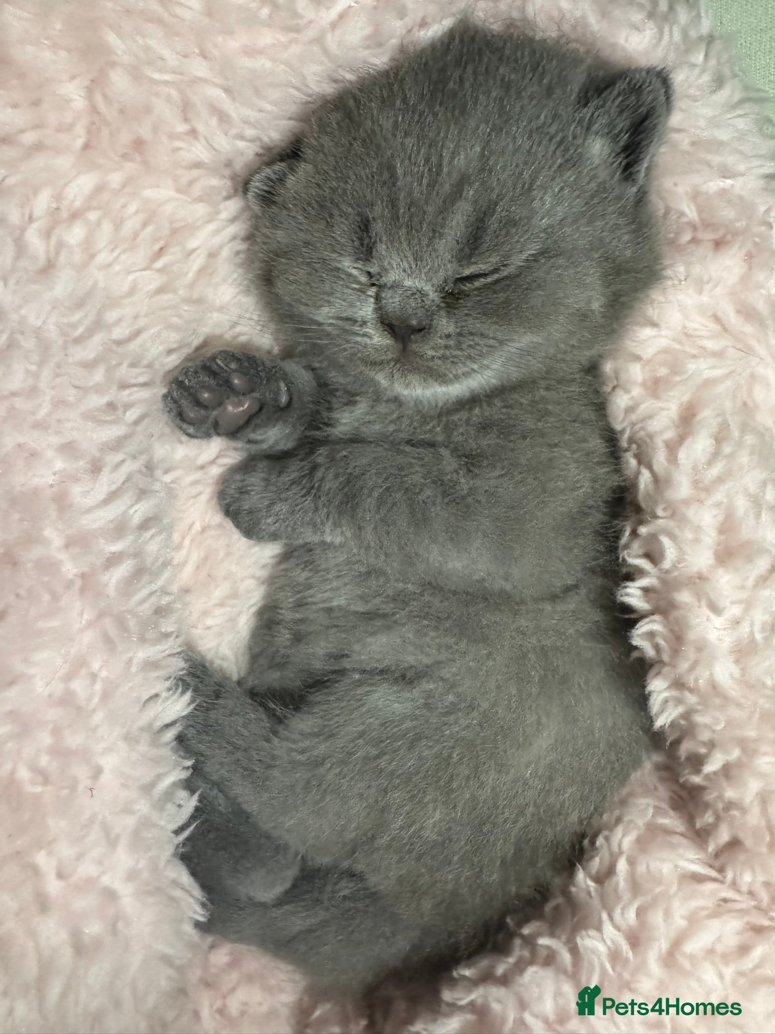British Shorthair cats 2x 100% Pure Pedigree Champion line Bsh Kittens - Advert 5