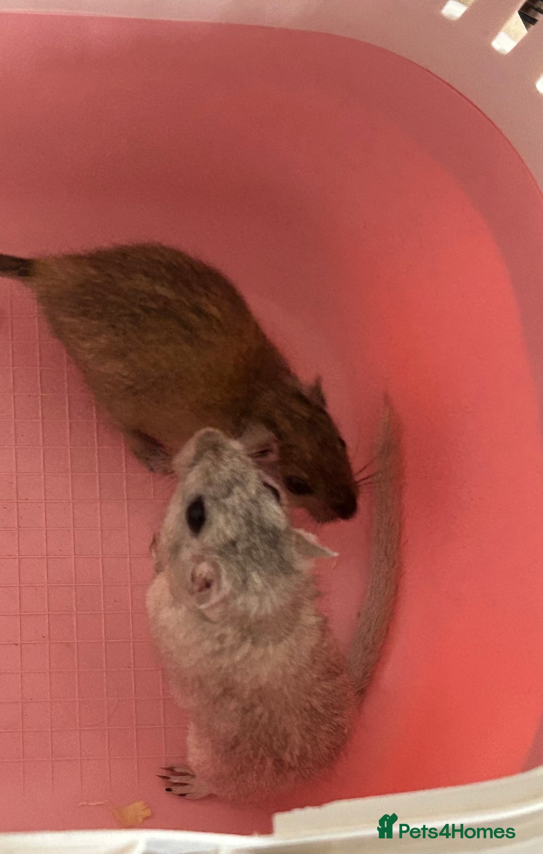 Gerbil rodents for sale: Father and son gerbils looking for a new home  - Image 2