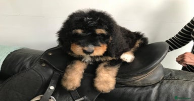 Bernedoodle dogs - Advert 3