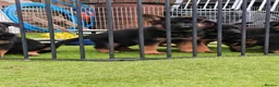 German Shepherd dogs for sale: German Shepherd Puppies for sale - Advert 3