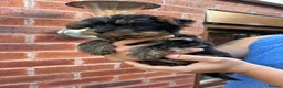 Yorkshire Terrier dogs for sale: Beautiful KC Registered Yorkshire Terriers in Manchester - Advert 7