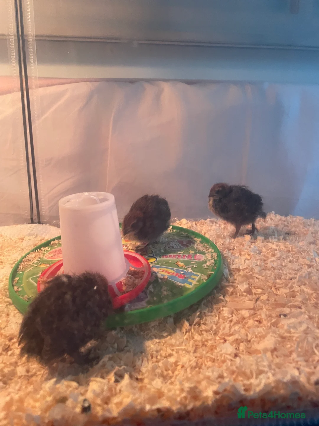 Quail poultry for sale: Quail chicks  - Advert 2