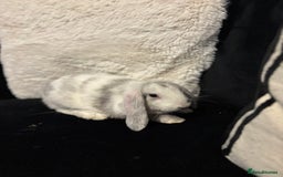 English Lop rabbits for sale: 2x rabbits - Image 9