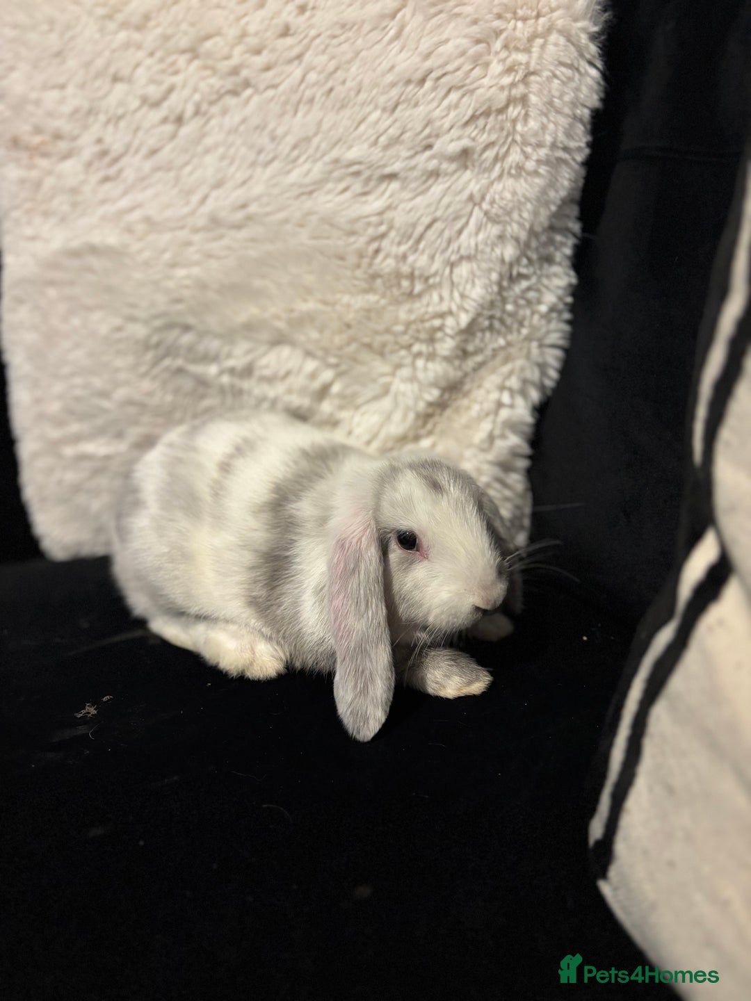 English Lop rabbits for sale: 2x rabbits - Image 9