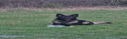 German Shepherd dogs for stud: 2year old Male for stud  - Advert 10
