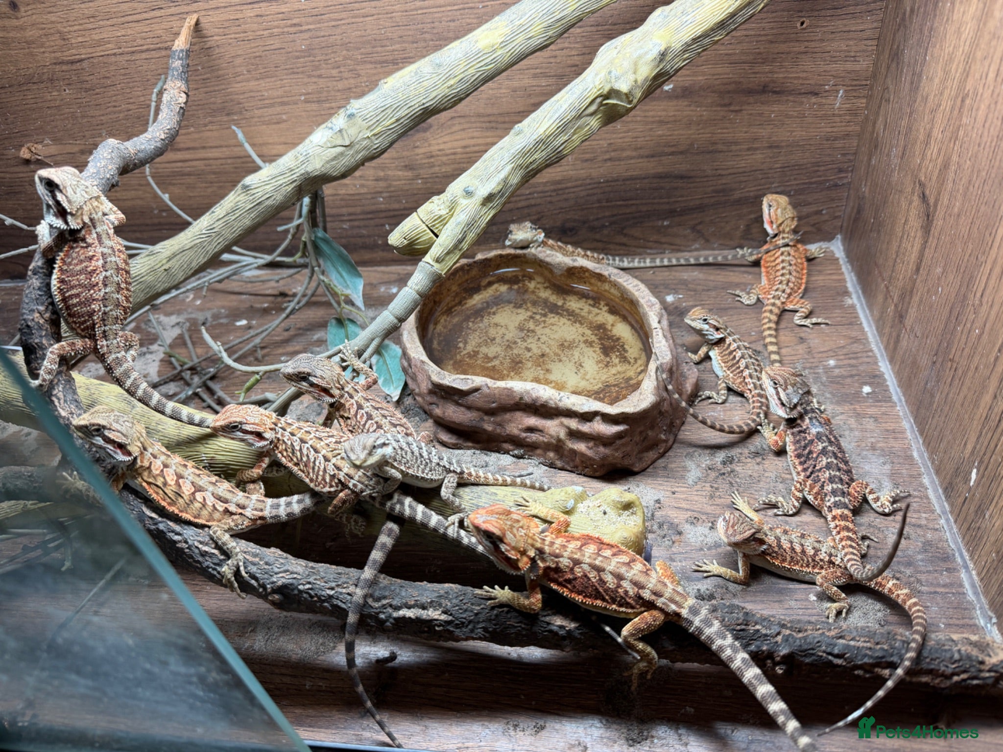 Bearded Dragon reptiles Beautiful Baby Bearded Dragons Available - Advert 2