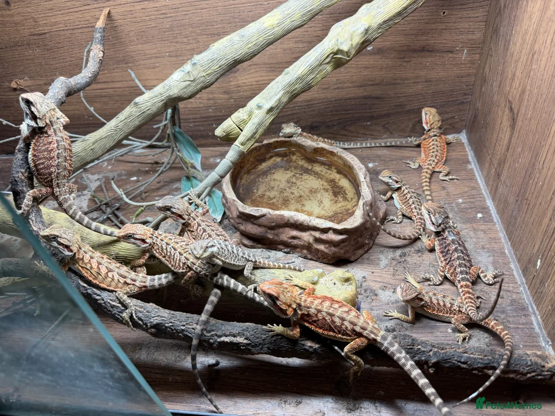 Bearded Dragon reptiles for sale: Beautiful Baby Bearded Dragons Available - Advert 2