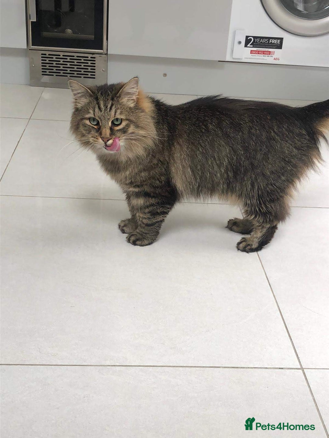 Siberian cats for sale: Siberian cat for sale - Advert 9