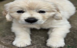 Golden Retriever dogs for sale: Cream beautiful golden retriever  - Image 8
