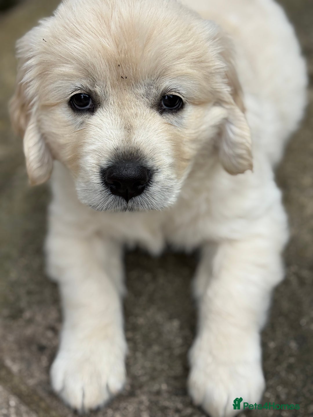 Golden Retriever dogs for sale: Cream beautiful golden retriever  - Image 8