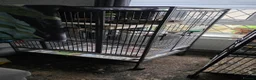 Cockatiels birds for sale: 2 budgies 3 cocktails  in Bolton - Advert 3