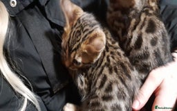 Bengal cats for sale: Stunning Bengal boys  - Image 6