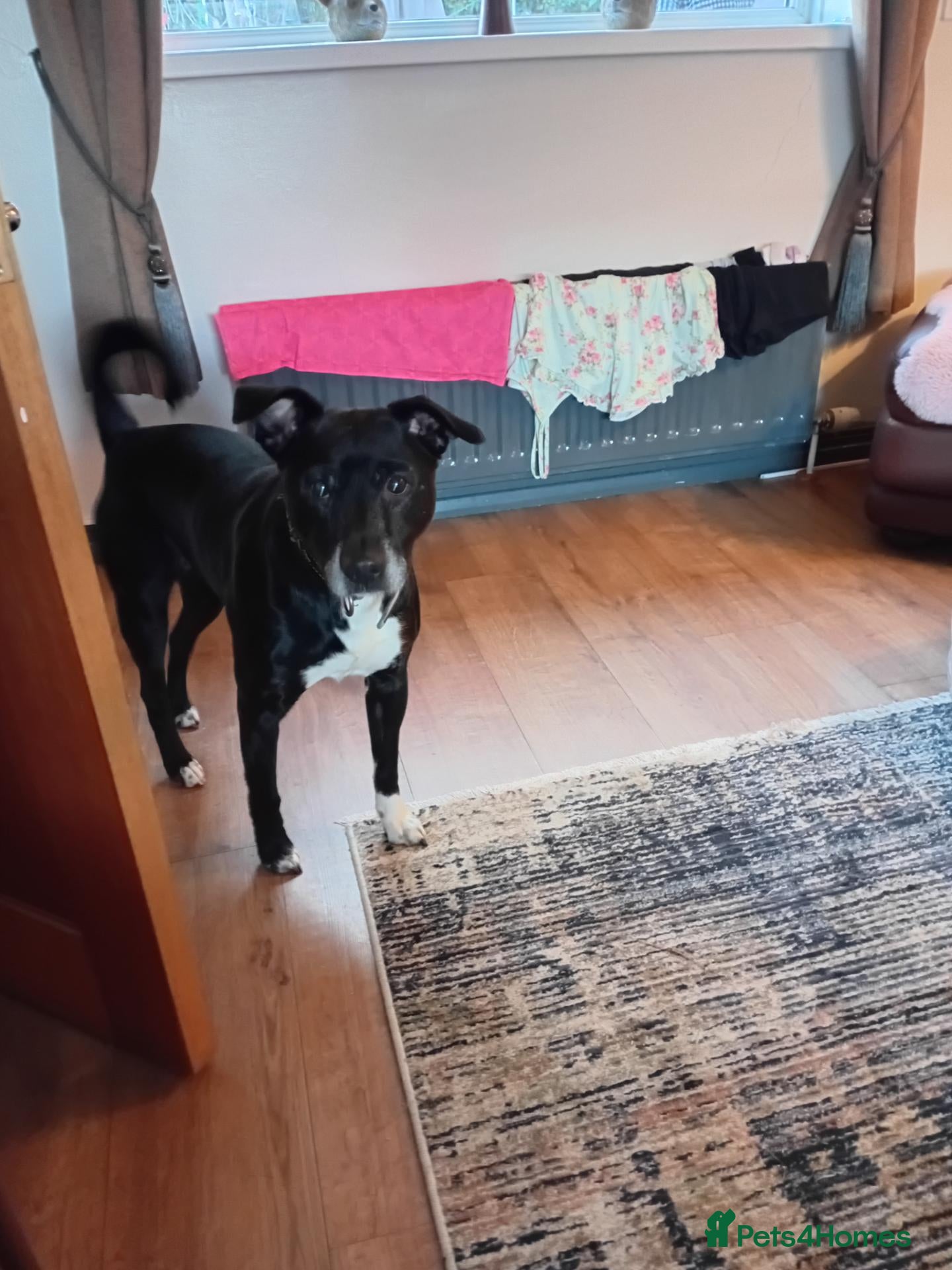 Mixed Breed dogs Bruno - Advert 1