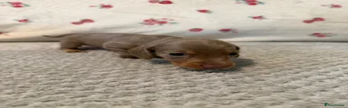 Miniature Dachshund 4