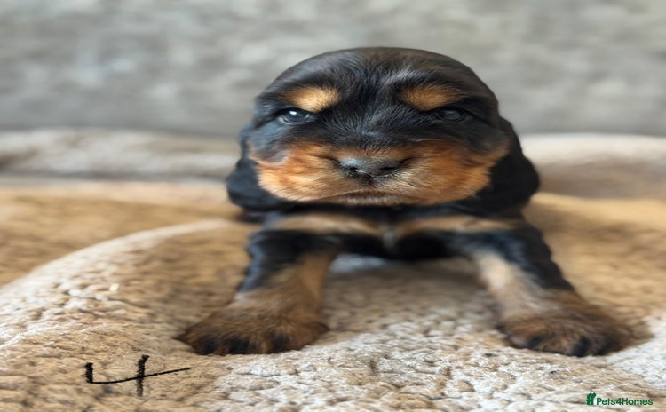 Cocker Spaniel dogs 100% TRUE SHOW TYPE HEALTH TESTED COCKER SPANIELS  - Advert 2