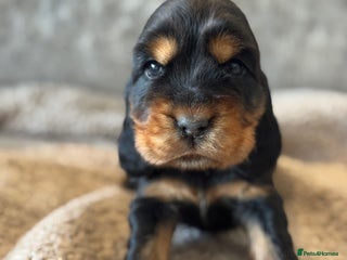 Cocker Spaniel dogs 100% TRUE SHOW TYPE HEALTH TESTED COCKER SPANIELS - Advert 13