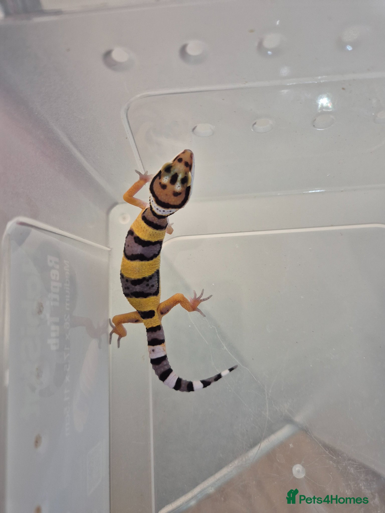 Leopard Gecko reptiles Baby leopard geckos for sale  - Advert 1