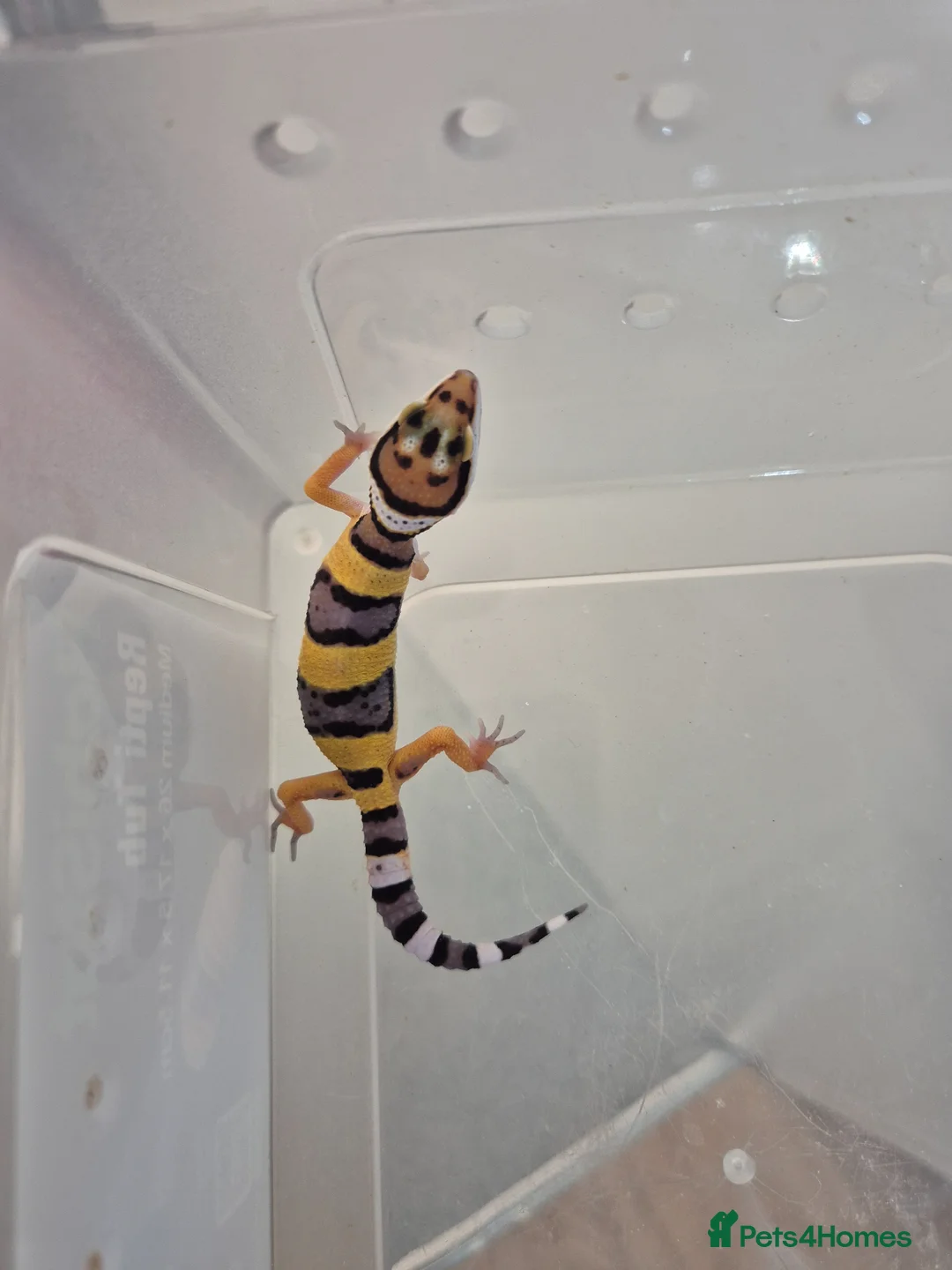 Leopard Gecko reptiles for sale: Baby leopard geckos for sale  - Advert 1