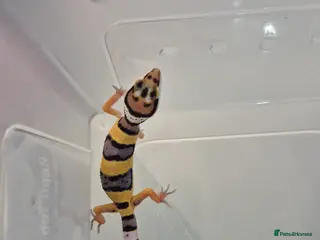 Leopard Gecko reptiles Baby leopard geckos for sale - Advert 1