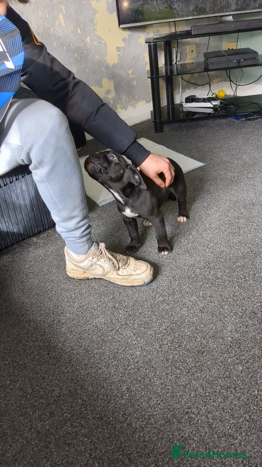 Mixed Breed dogs for sale: Needs a loving home  - Image 27