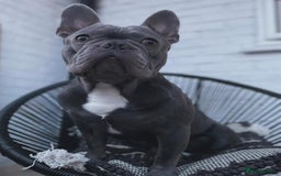 French Bulldog dogs for sale: French Bulldog - Image 3