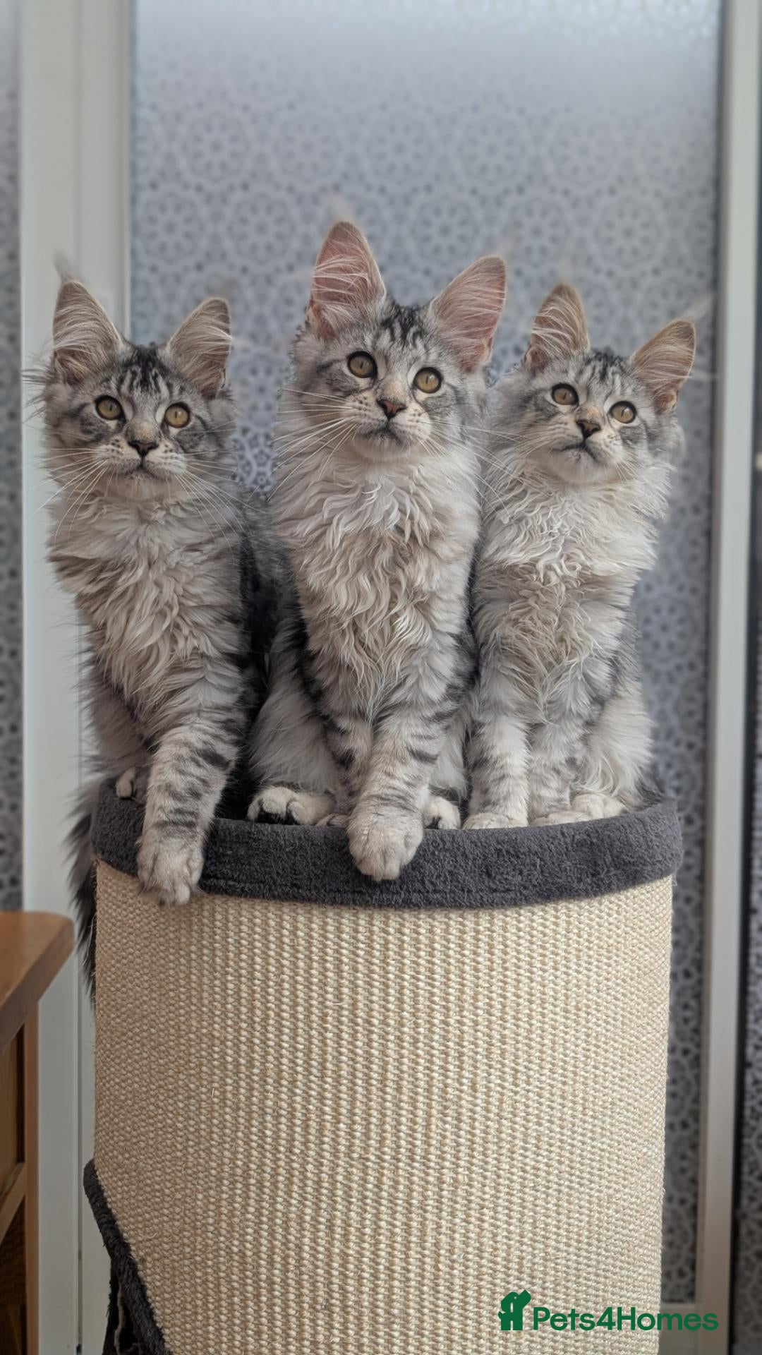 Maine Coon cats Stunning Tica registered Maine coon girls - Advert 14