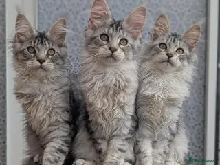 Maine Coon cats Stunning Tica registered Maine coon girls - Advert 14